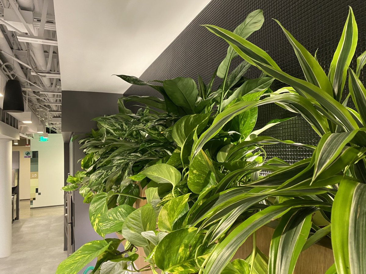 Botanical Designs tweet media