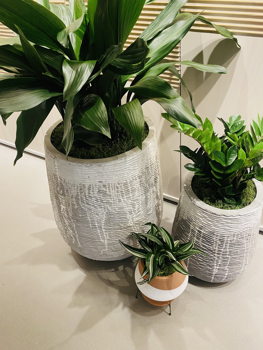 Botanical Designs tweet media