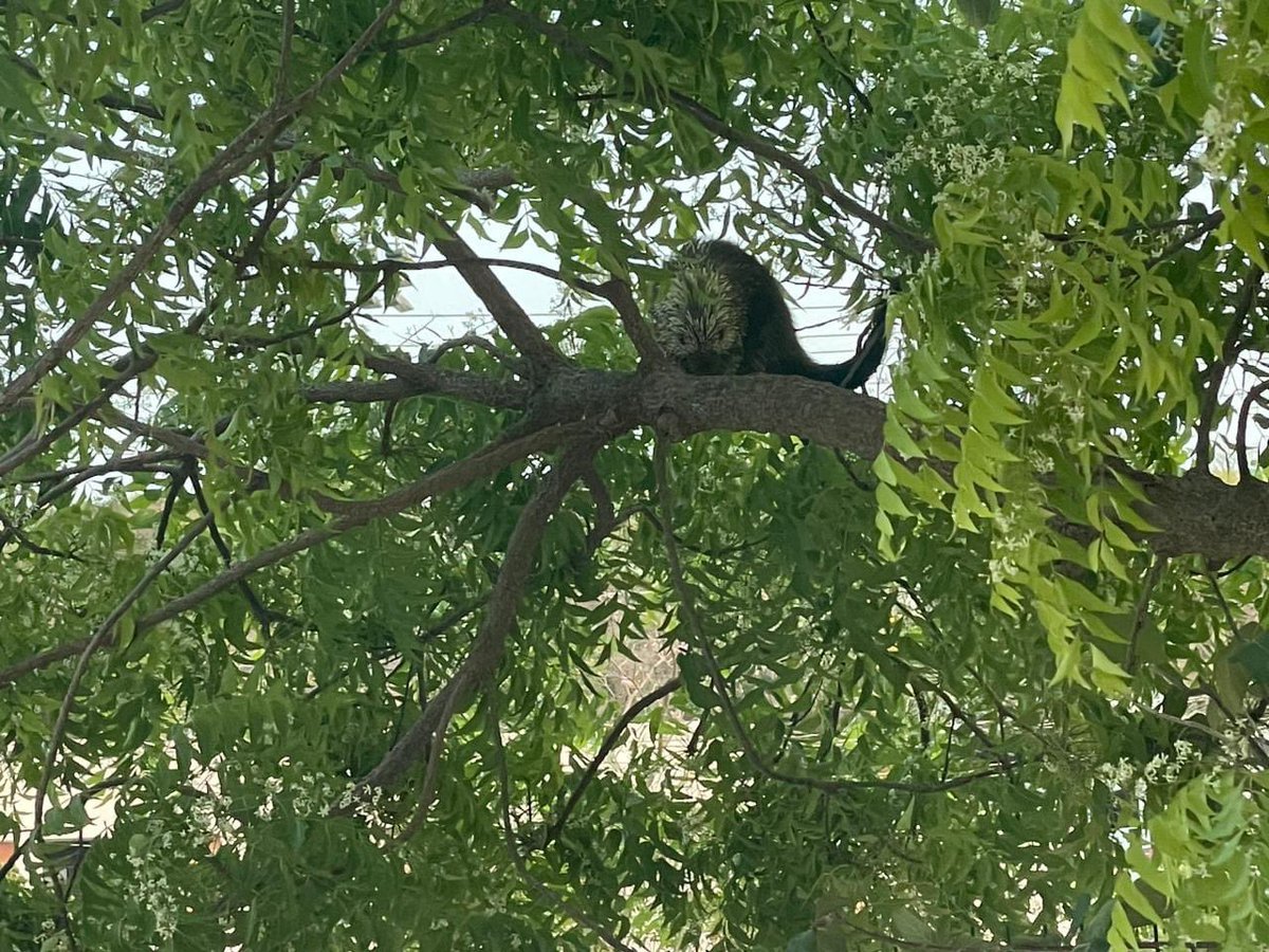 FarodeCampeche's tweet photo. #Campeche | RESCATAN Y LIBERAN A UN PUERCOESPIN

La Profepa y la Procuraduría Estatal de Protección al Ambiente rescataron a un puercoespín en #Campeche. 
Tras examinar que el animal se encontrara bien, fue liberado en un campo donde pudiese estar fuera de peligro. https://t.co/WAX2Q2xZxL