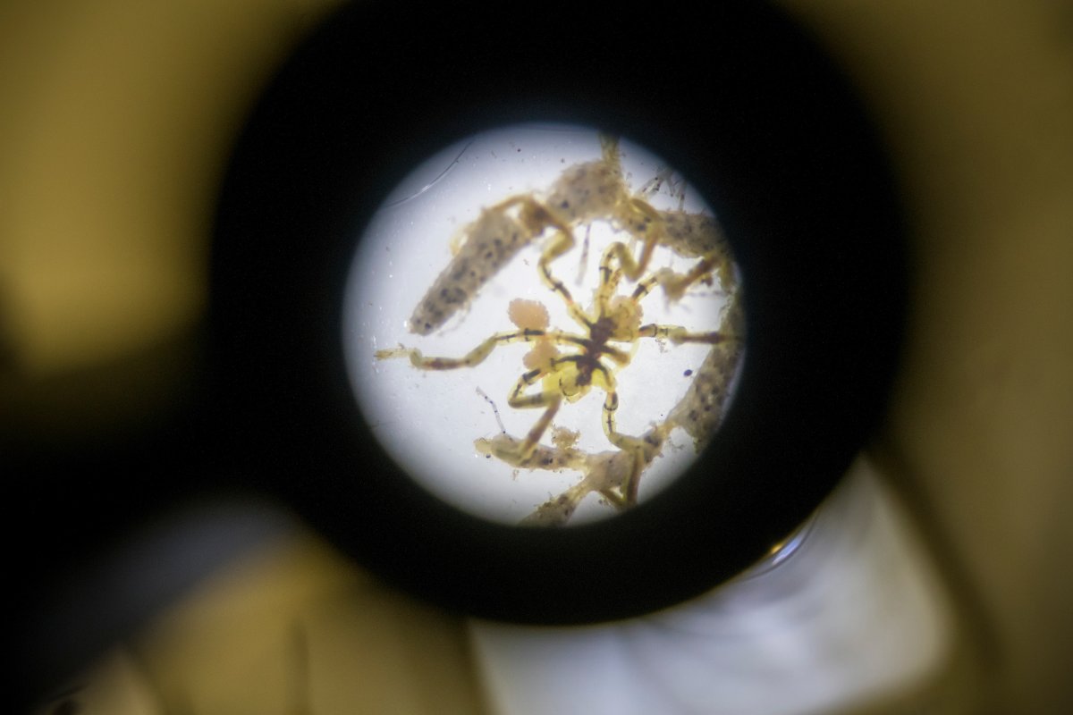 High school students interested in marine science can dive into invertebrate #biodiversity, #ecology, and #EvolutionaryBiology as part of this exciting <a href="/UCSanDiego/">UC San Diego</a> summer program!🔬 Learn more about the summer residential program which runs July 10-29. ⬇️
bit.ly/3KNN3XR
