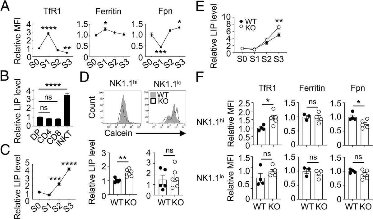 ImmunoHorizons's tweet photo. #NewinIH: Cheong-Hee Chang @UMMicroImmuno suggests that #E3ubiquitinligase cullin 3 promotes #iNKT cell development partially through intracellular #ironhomeostasis | #ReadIH #OpenAccess #immunology π https://t.co/GuS8JRdESi https://t.co/2D94VcOU8o