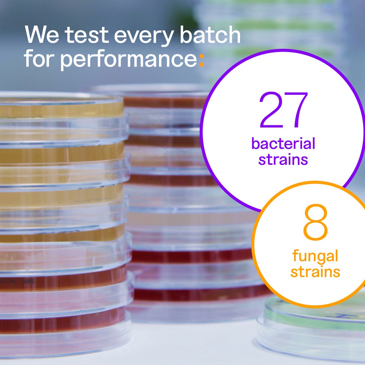 teknovascience's tweet photo. Did you know? We test the performance of every lot of our plates with 27 bacterial strains and 8 fungal strains that we've handpicked to establish proprietary predictive growth patterns. Explore our wide variety of fully-customizable plates: https://t.co/K4mGIlkP2g #AgarPlates https://t.co/GPIsHaEIEV