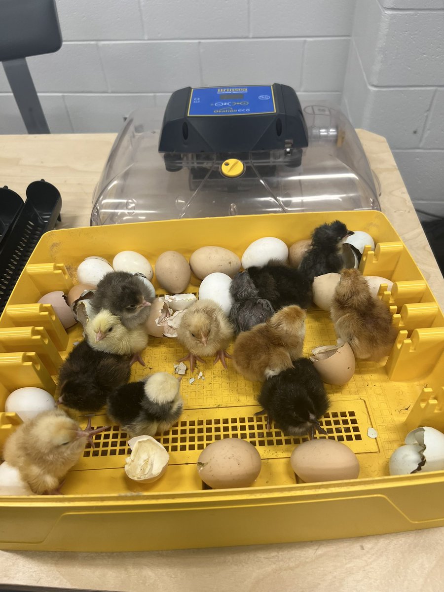 AND NOW NEWLY BORN CHICKS IN THE AG DEPARTMENT!

@J_Renaissance 

#MagnoliaRenRegion