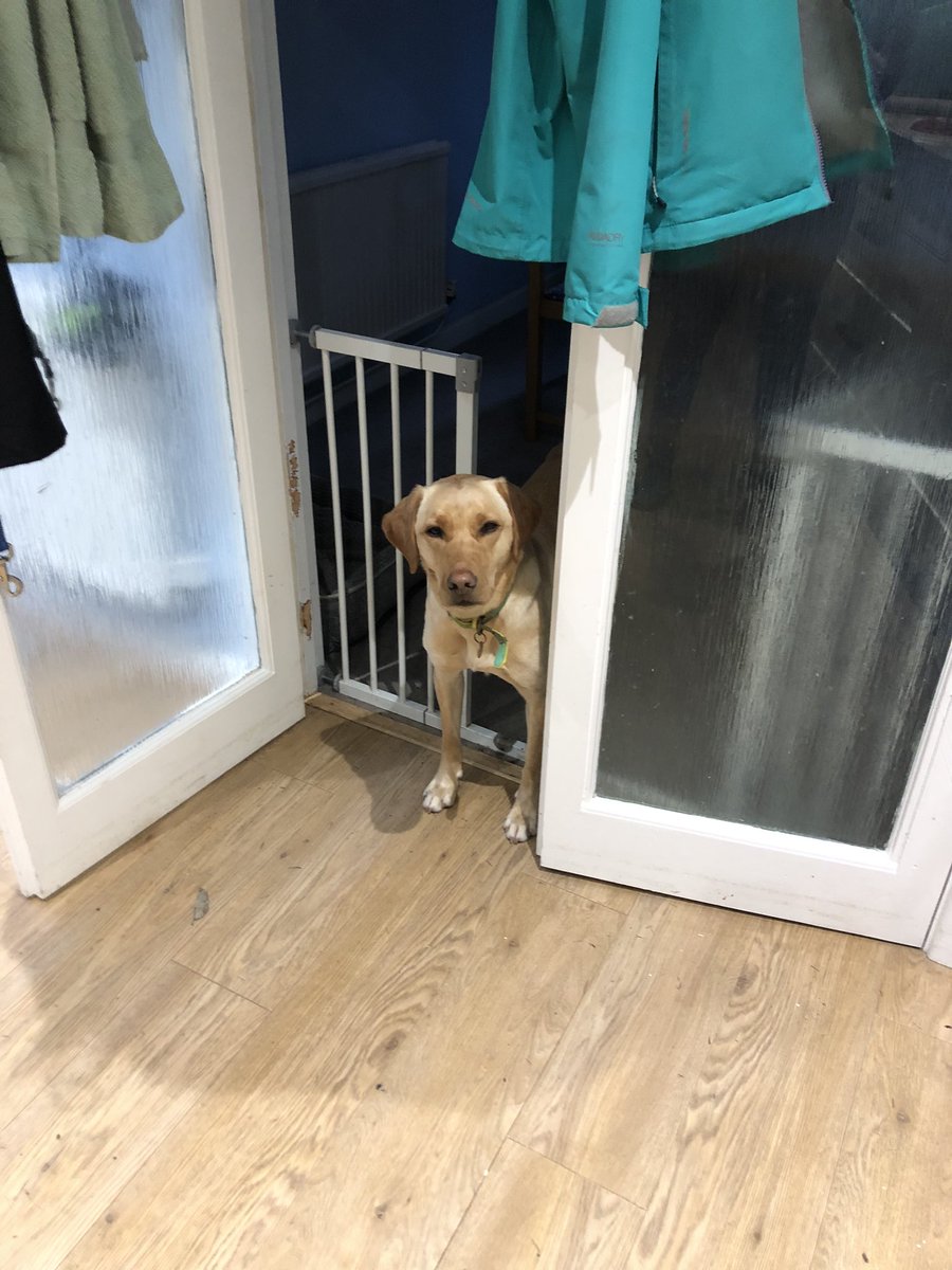 sarah_yetman's tweet photo. You might have thought that someone who ate a WHOLE loaf of bread wouldn’t still come running when you opened there fridge. Well, you’d be wrong… #jasmine #labrador #labradorproblems https://t.co/a053rbRuBq