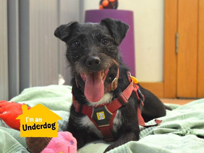 Please retweet to help Nigel find a home #LONDON #UK 

Patterdale Terrier Cross aged 2-5. 
He's been OVERLOOKED 💔
He can live with children aged 13+ but needs to be the only pet in the home.
Please share, let's find him a lovely home🏡❤️

DETAILS or APPLY
dogstrust.org.uk/rehoming/dogs/…