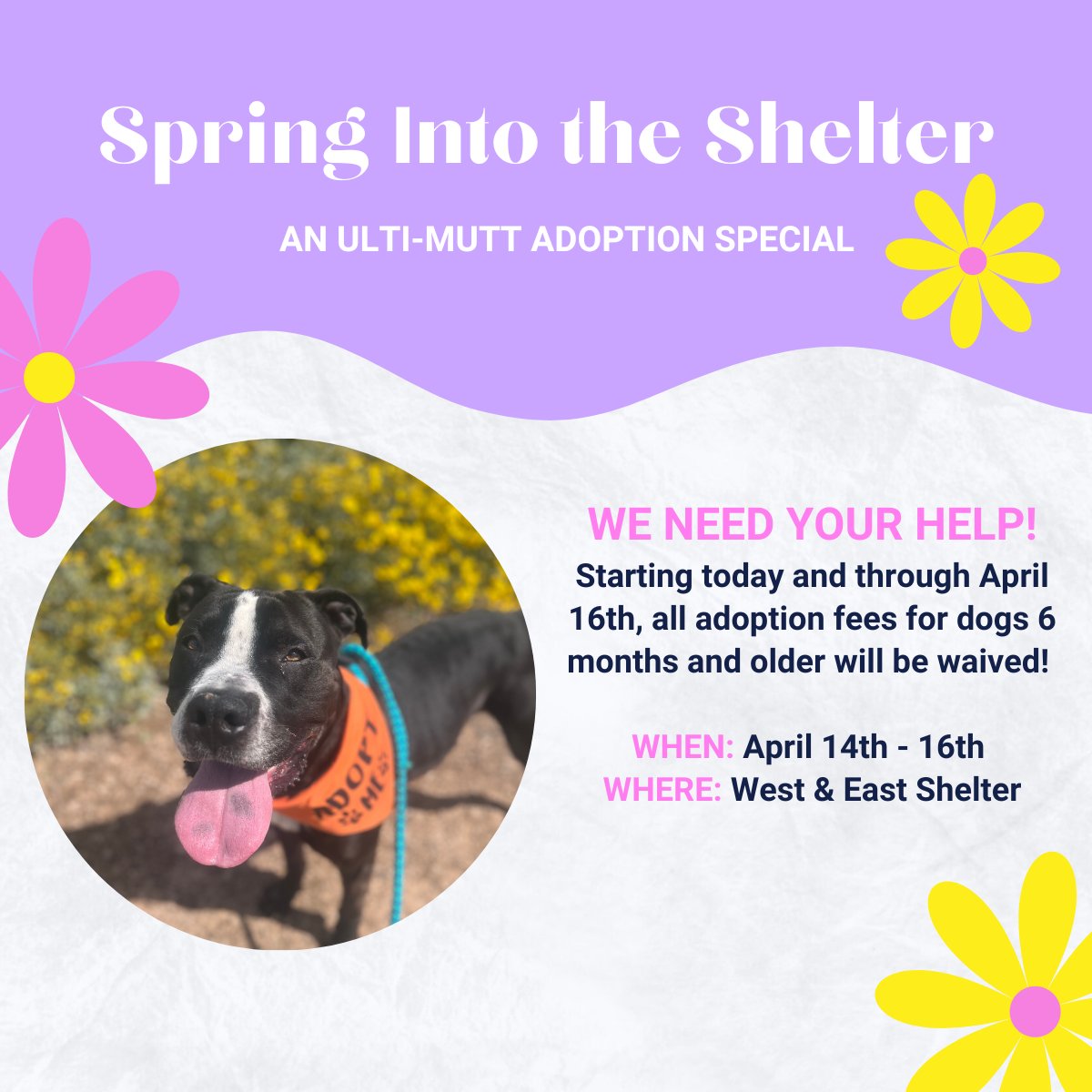 🚨URGENT🚨This week we took in 179 animals—we are at FULL CAPACITY with more than 700 animals at our shelters. Our goal is to get 100 animals a home by Sunday! We'll even give you a head start by waiving fees on all adoptable dogs 6 months and older today and through Sunday!