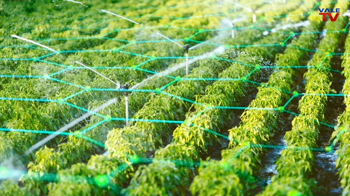 #CienciaEnValeTV #Agro #Innovacion El sector agrario se transforma. Tecnología sostenible con el ambiente es clave para transitar hacia el riego inteligente, datos integrados, la telelectura y el control de fugas de agua. Entérese vía @aguasresiduales.info bit.ly/37BLxnM