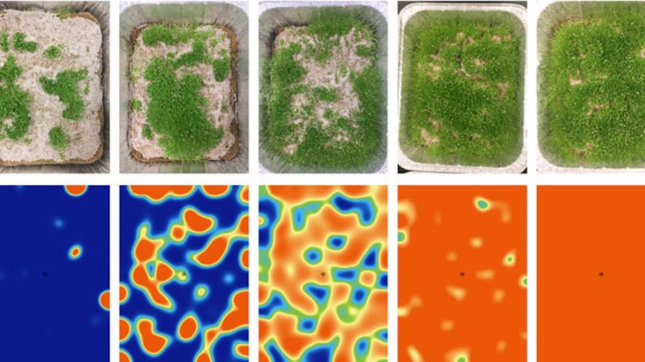 CaraSantaMaria's tweet photo. Alan Turing's famous mathematical model was right all along, chia seed experiment reveals. 🌱
#Mathematics #MathModels #ChiaSeeds #AlanTurning #Chemistry #Experiments
https://t.co/JR9z6LteWQ via @LiveScience https://t.co/FpFFhZ0B8h