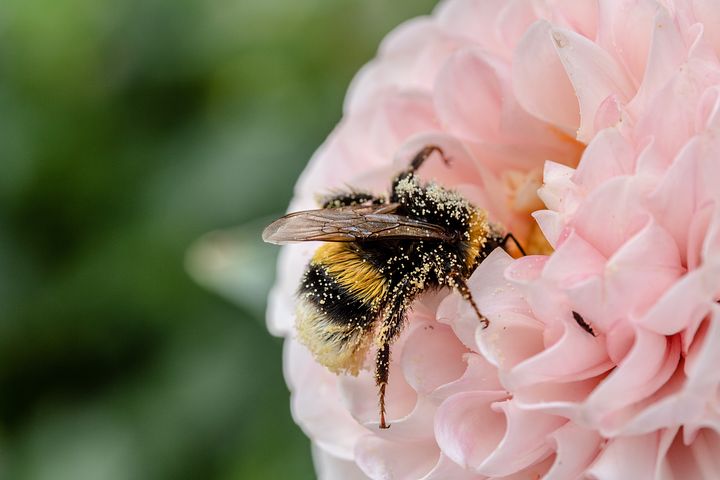 SLWright_Author's tweet photo. Heard these little fellas called Unicorn Butts and now they forever will be 😄 

#spring #flowers #bees #beesoftwitter #wrongname https://t.co/Tkj9N9mi9j
