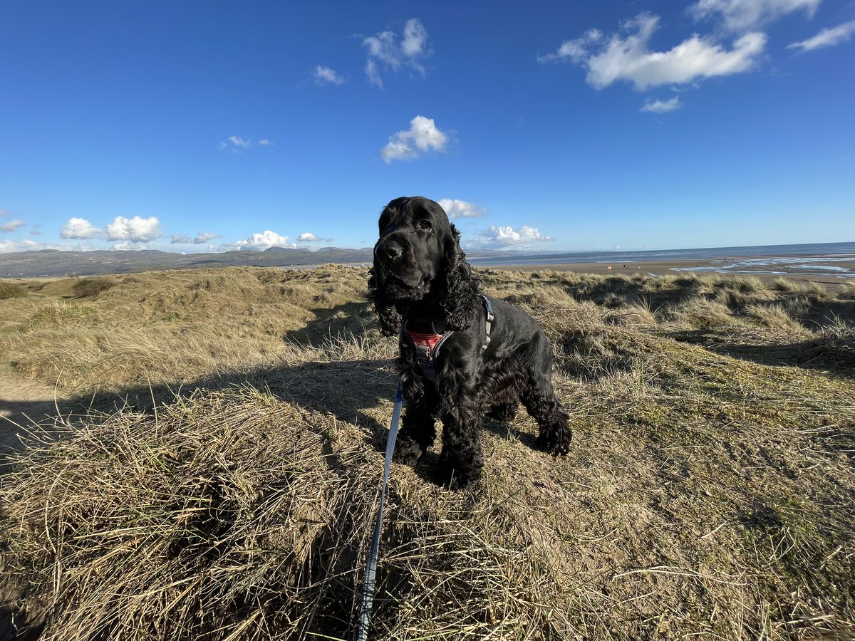 _iamscout's tweet photo. Dad says I'm very lucky to walk across the sand dunes to my local! 🏴󠁧󠁢󠁷󠁬󠁳󠁿🐾🏝️ https://t.co/TjtdZ9tFvT