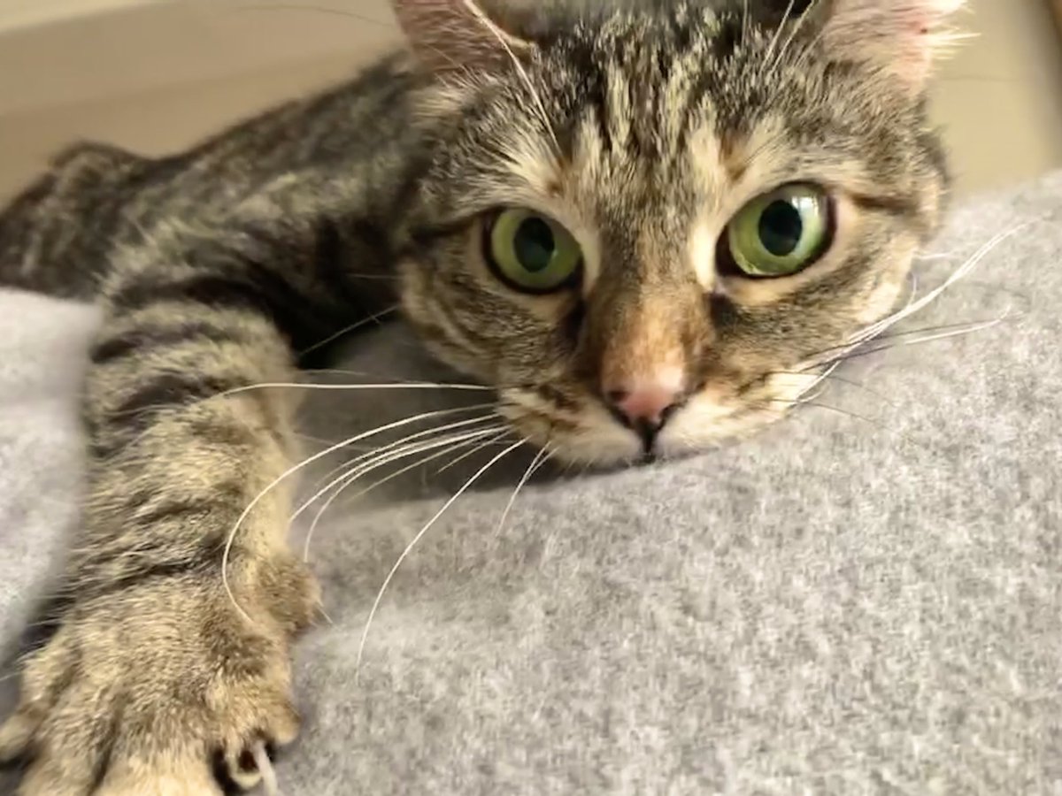 PickliciousF's tweet photo. Mummy! Look into my eyes. I’m saying Come Home Now!!! The Idiots keep stroking me and telling me I’m beautiful, but they’re not you, so it doesn’t count. Also, they could be a bit more liberal with the treats. https://t.co/60Jr1Q8iq6