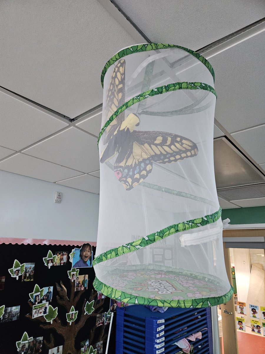 We are so excited about our baby caterpillars that arrived!@CESMiniCougars #connect