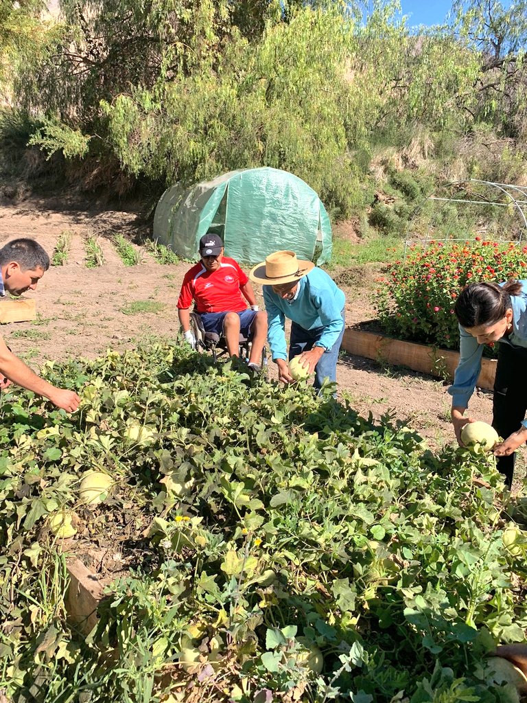 Senadis_Atacama's tweet photo. Directora @Senadis_Atacama realiza recorrido por el Huerto ejecutado por @AltodelCarmenCh #Fonapi
"Agricultura familiar campesina que reúne acciones orientadas en asesorar, capacitar y acompañar la producción de manera más inclusiva y promover la asociatividad de las PcD" https://t.co/HgRlAtZbAZ