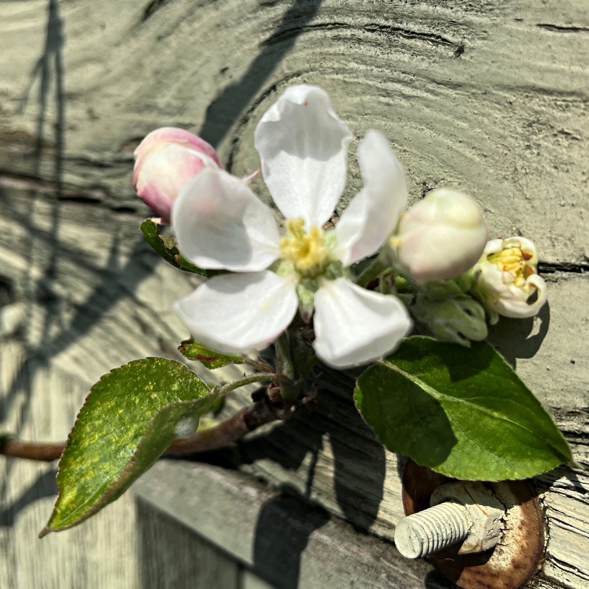 Got very excited about 1st flowers open on my apple tree so entered it in <a href="/Fruit_Watch/">FruitWatch</a> (PhD Project of <a href="/ChrisWyver33/">Chris Wyver</a>) Looking at results seems to be only apple flowering in eastern England! Come on, that surely can't be true. Join in if you can! 
Here: fruitwatch.org