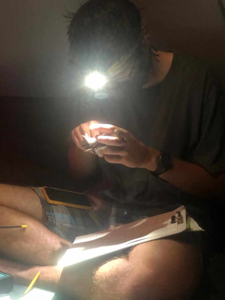 Do you study birds at night? Do you use light while handling birds at night? We want to hear about your experience! Dm us or fill out the survey at this link: forms.gle/73G4NRFmZtjbde…
#lightattraction #ornithology #fieldwork