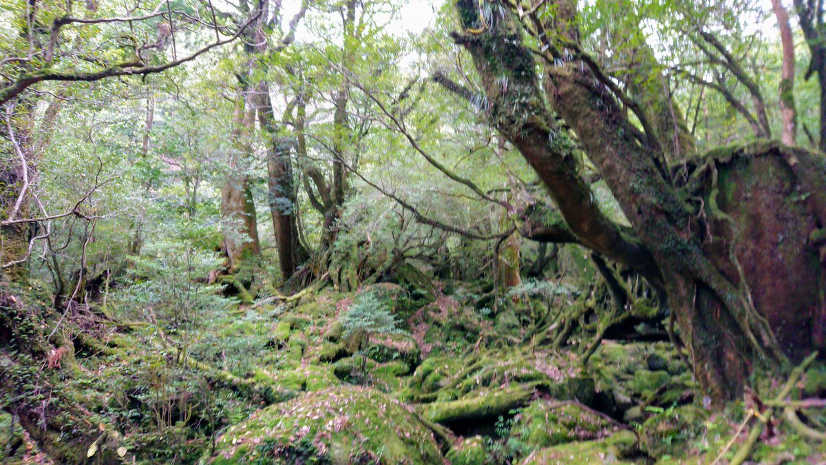 kunichips's tweet photo. 転がる石に苔は生えねぇ！！ロッケンロール🤘なーんて言ってきたきど、苔って美しいよな✨苔のむすまで〜🎶 https://t.co/yb4CmUdOjV