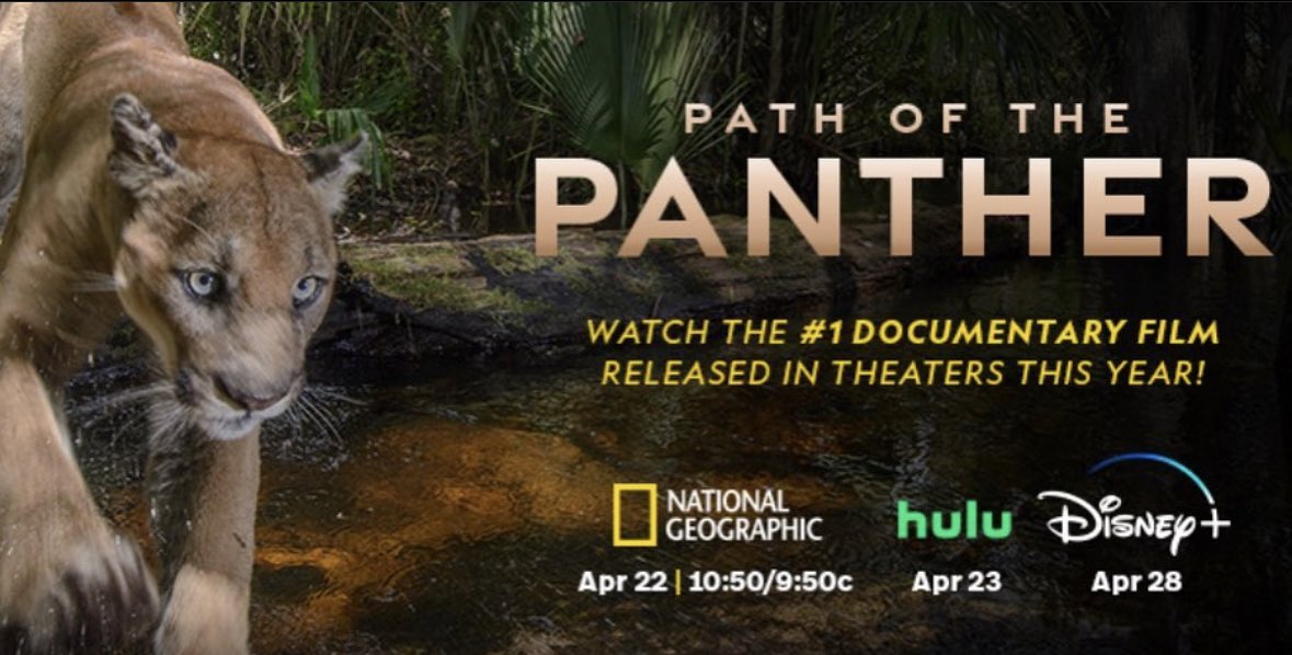 ryancmarth's tweet photo. Just got word that Path Of The Panther, a @NatGeo documentary I composed about 30 min of original score for is now the number one documentary film released in theaters this year! You can stream it at home on @hulu and @DisneyPlus in a couple weeks! https://t.co/umrBSMFsaS