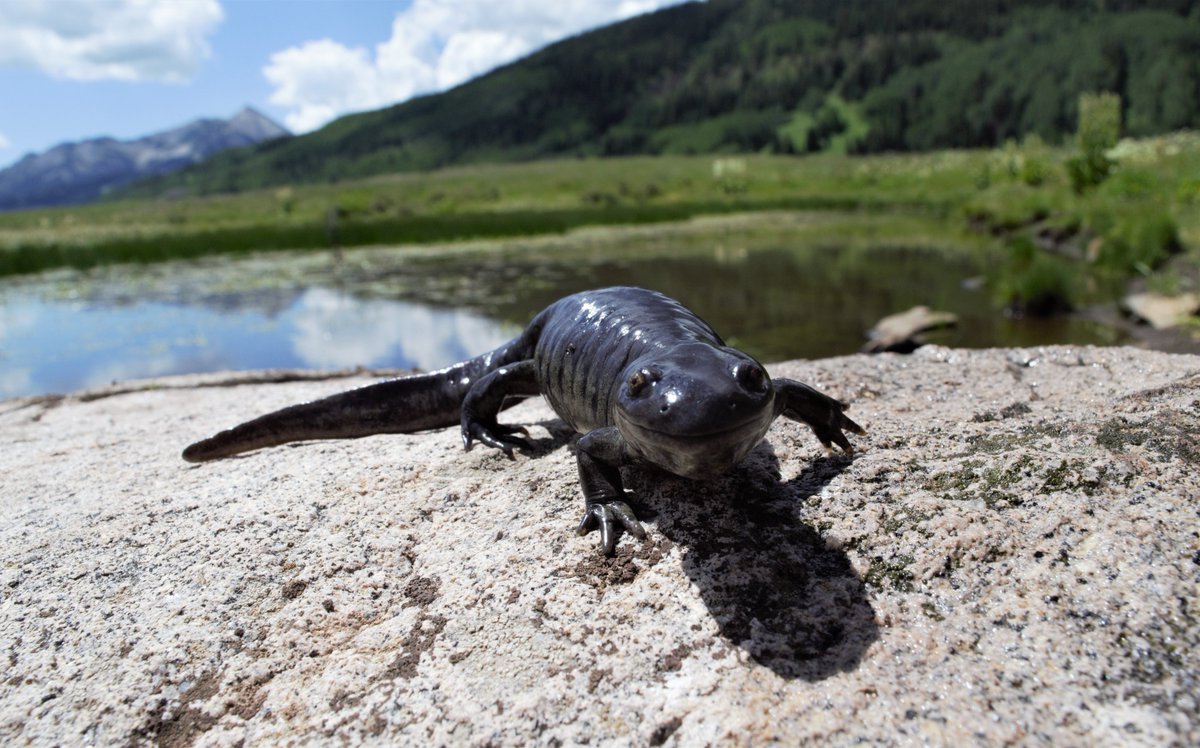 Congratulations to the Spring 2023 Images of Research Winners!

First Place: Jesus Moreno (Graphic Design) - Hoy No Hoy Gasolina
Second Place: Vara Yajna Ramayanam (Psychology) - The Healing Power of Flowers
Third Place: Megan Zerger (Wildlife Biology) - Colorado Tiger