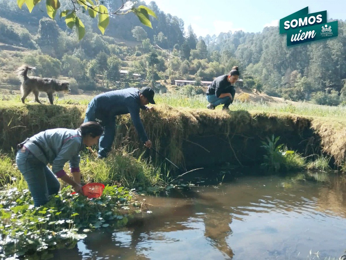 UIEMOficial's tweet image. Alumnos y docentes de la licenciatura en #DesarrolloSustentable, ☘️realizaron muestreo de anfibios en San Francisco Oxtotilpan, como parte del proyecto de investigación sobre la diversidad funcional de anfibios en ambientes antropizados. #OrgulloUIEM 💚 🐸