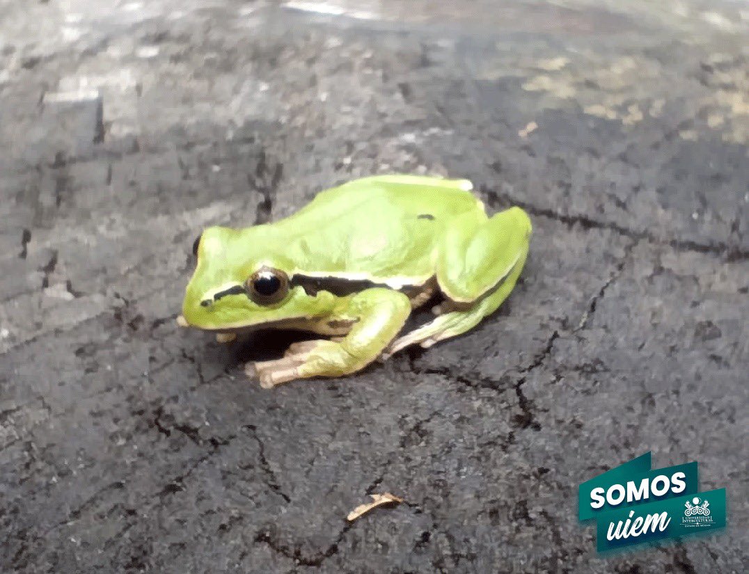 UIEMOficial's tweet image. Alumnos y docentes de la licenciatura en #DesarrolloSustentable, ☘️realizaron muestreo de anfibios en San Francisco Oxtotilpan, como parte del proyecto de investigación sobre la diversidad funcional de anfibios en ambientes antropizados. #OrgulloUIEM 💚 🐸