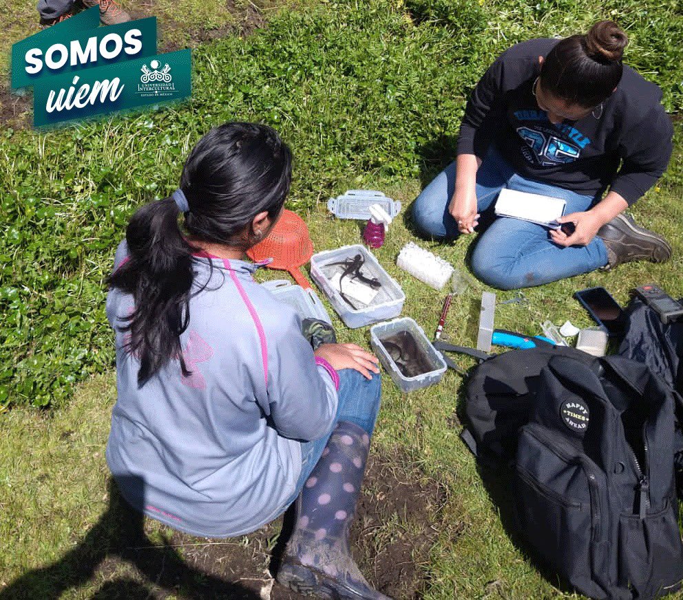 UIEMOficial's tweet image. Alumnos y docentes de la licenciatura en #DesarrolloSustentable, ☘️realizaron muestreo de anfibios en San Francisco Oxtotilpan, como parte del proyecto de investigación sobre la diversidad funcional de anfibios en ambientes antropizados. #OrgulloUIEM 💚 🐸
