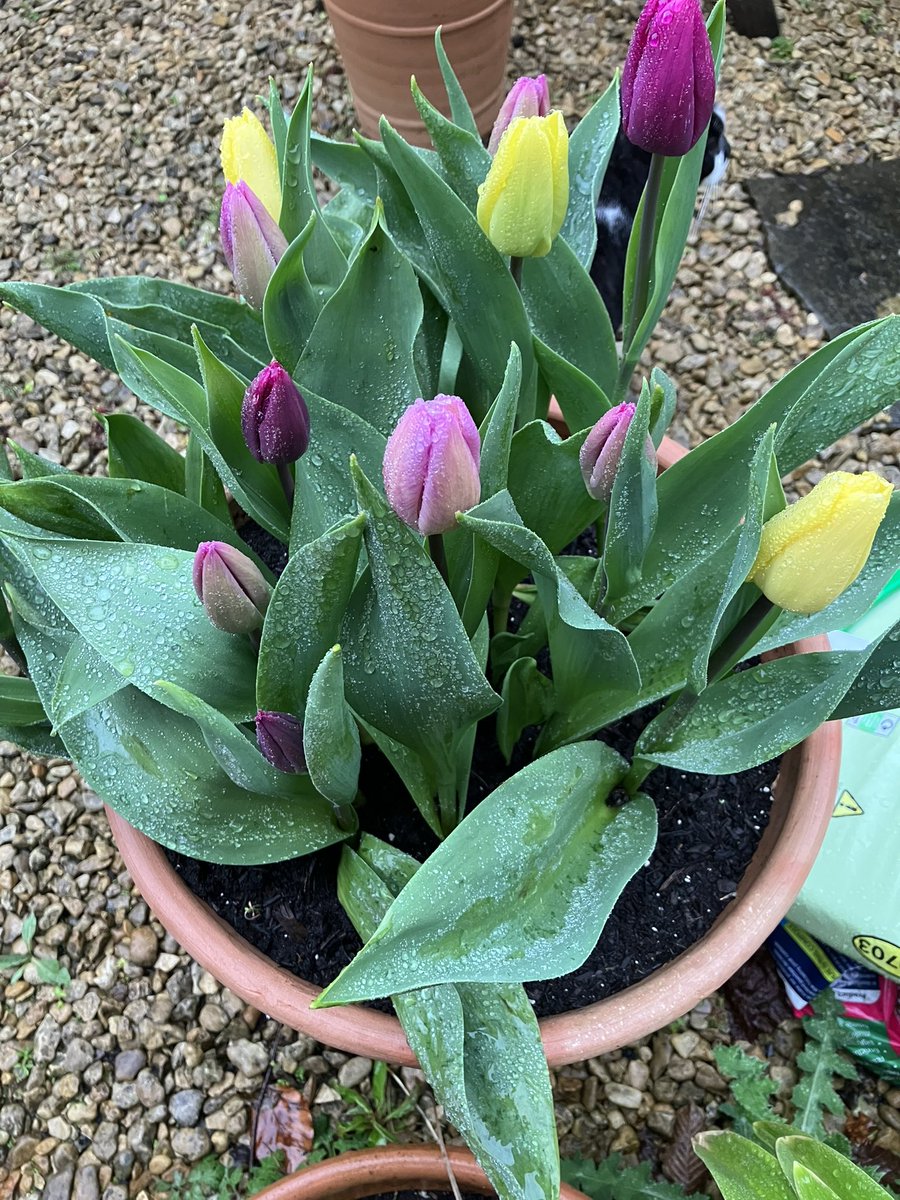 Very heavy rain, repeated gales and of course three massive hailstorms…and they’re still looking stunning! Don’t anyone dare tell me that bulbs aren’t brilliant! @taylorsbulbs