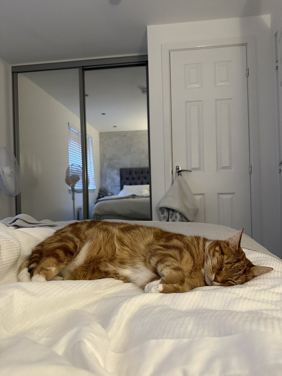 cat_cedric's tweet photo. A message from mum: I am holding my baby boy tighter tonight after seeing quite a few of our #CatsOfTwitter friends go OTRB over the past few days 😢🌈 sending love to all of their humans  at this difficult time x https://t.co/42q7XkuNZQ