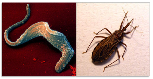 It’s #WorldChagasDay . Chagas disease kills 10,000+ annually in South / Central America. We know little about Chagas biology & the disease often goes undiagnosed and untreated. This single-celled parasite is spread by a kissing bug. 1/4