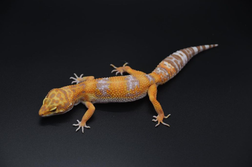 🧡
#leopardgecko #gecko #geckolove #geckolife #geckomorph