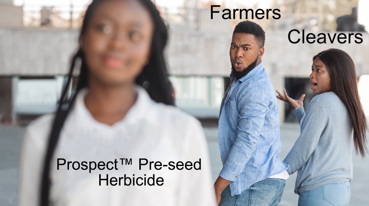 With seeding fast approaching, make sure you use Prospect - our high-performing pre-seed herbicide before your canola! #WestCdnAg