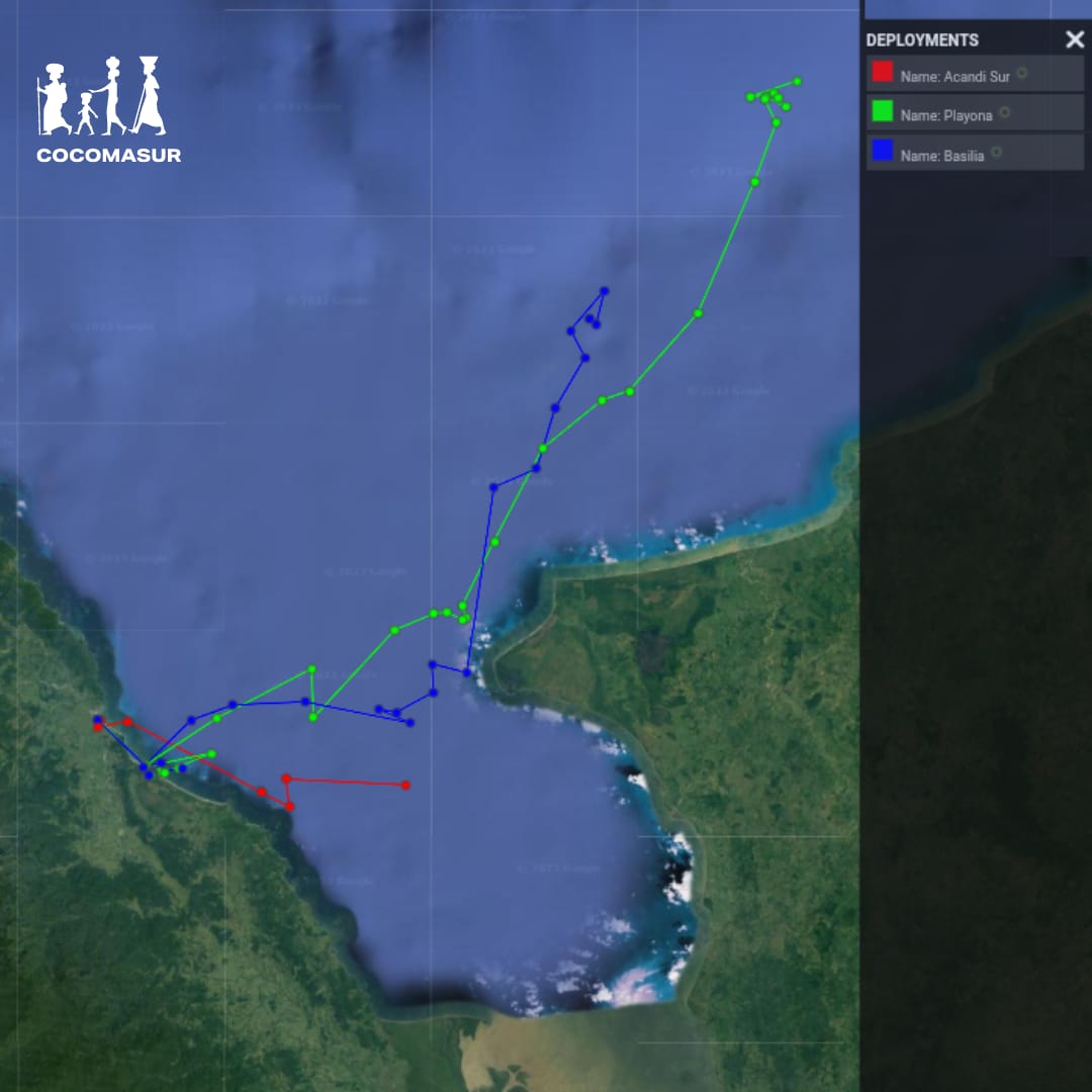 Cocomasur tweet media