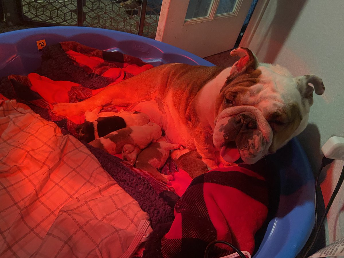 RichEssay's tweet photo. English bulldogs 🐶🤰 #doubleGKennels 💯✅🌟 New Beginnings 🐶🙏 https://t.co/i8eywv0DCf
