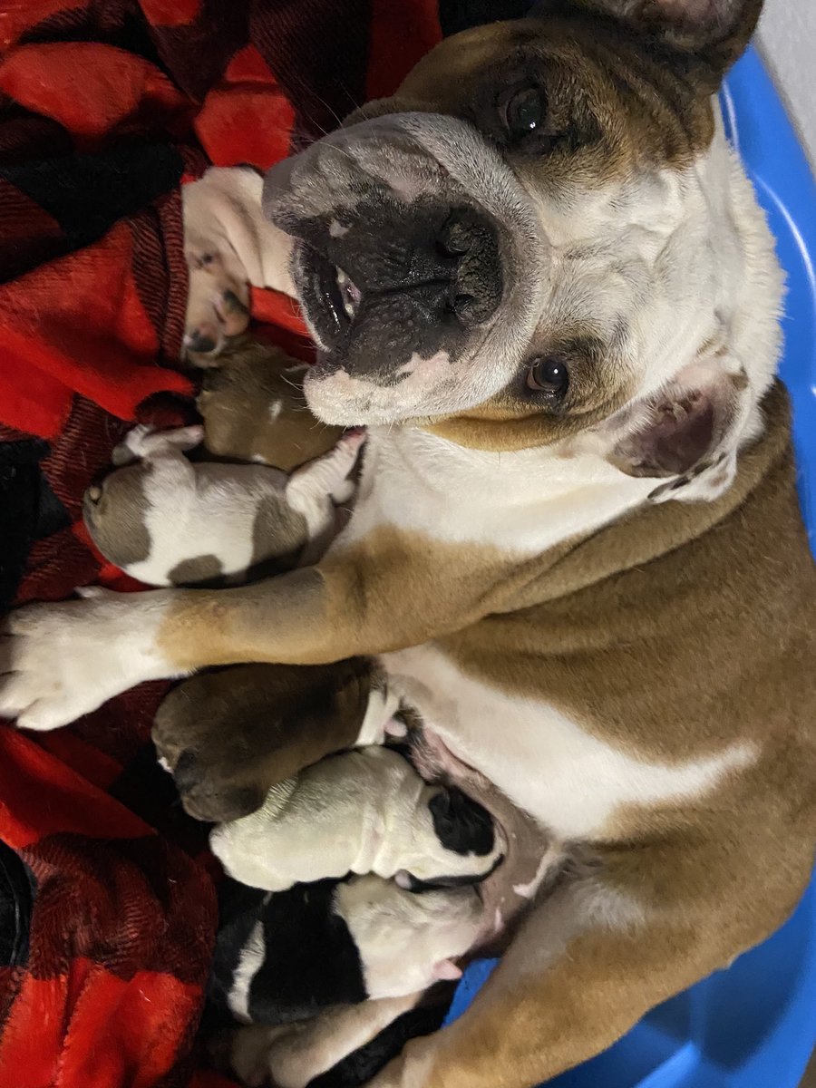 RichEssay's tweet photo. English bulldogs 🐶🤰 #doubleGKennels 💯✅🌟 New Beginnings 🐶🙏 https://t.co/i8eywv0DCf
