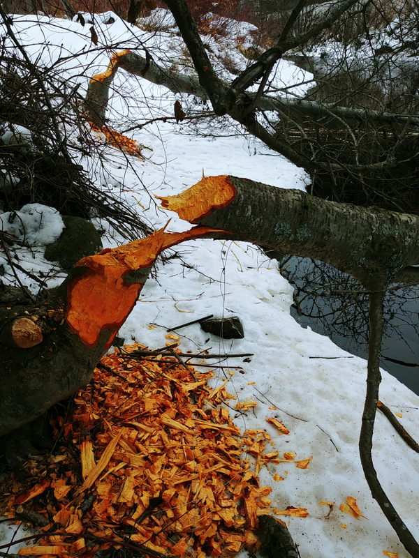 Trails2Boundary's tweet photo. The snow is gone but the beaver isn't.  When you are on the @TCTrail in Greenwood make sure you take some time to stop and check on the local beaver activity. https://t.co/njawbPeWI0