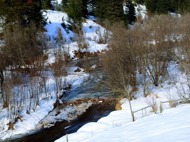 Trails2Boundary's tweet photo. The snow is gone but the beaver isn't.  When you are on the @TCTrail in Greenwood make sure you take some time to stop and check on the local beaver activity. https://t.co/njawbPeWI0