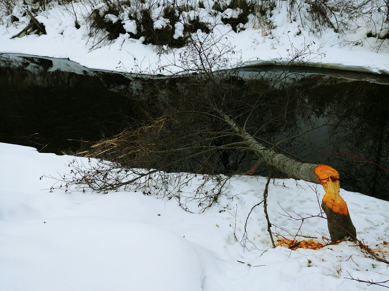 Trails2Boundary's tweet photo. The snow is gone but the beaver isn't.  When you are on the @TCTrail in Greenwood make sure you take some time to stop and check on the local beaver activity. https://t.co/njawbPeWI0