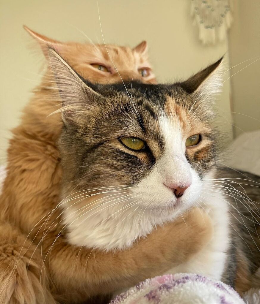KitNipBox's tweet photo. When tug o' war becomes a hug o' war! 😽 #FuriendsNotFights #KitNipBox 

[via Instagram | @lovemycalicokitty] https://t.co/HfJaQy3eI0 https://t.co/0RSHPKjXGU