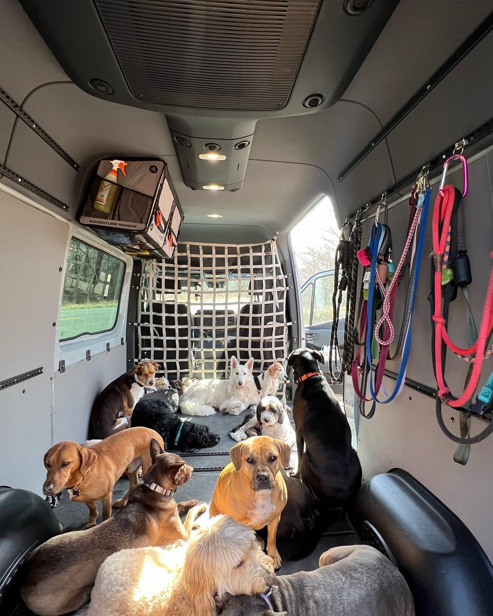 RainglerNets's tweet photo. What a fun job, being a professional #dogwalker must be! 
Keep them safe and secure when traveling - check out our website to see what all we make for YOUR pup! 
#sprintervanlife #vanlife #dogpack  #dogvanlife #dogwalkerlife #mercedessprinter #madeinusa🇺🇸 https://t.co/NgtXZxh4J5