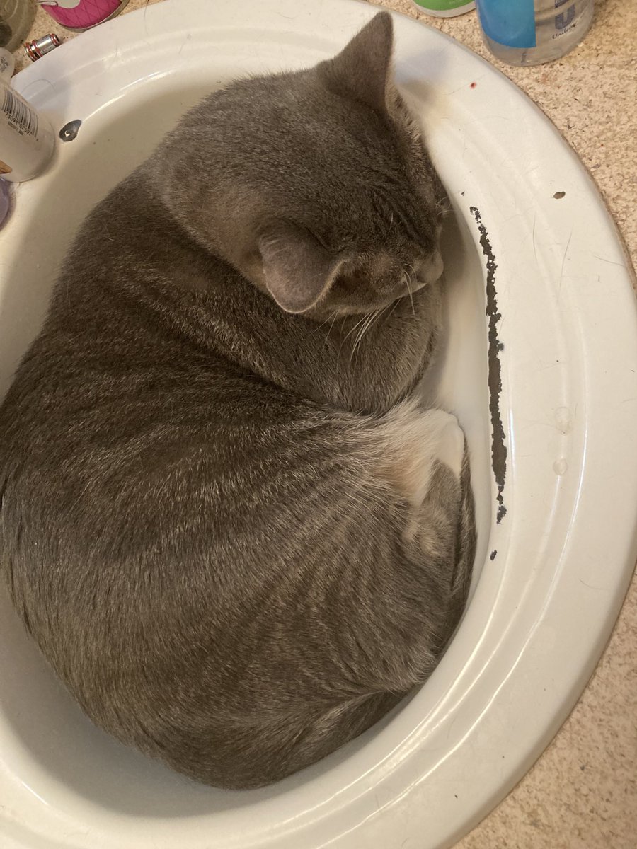 RescueFlorida's tweet photo. CiCi has commandeered the sink.

#Catsinsinks #catsinboxes #catsoftwitter #cats #RescueFlorida #kittens https://t.co/buvceQk552