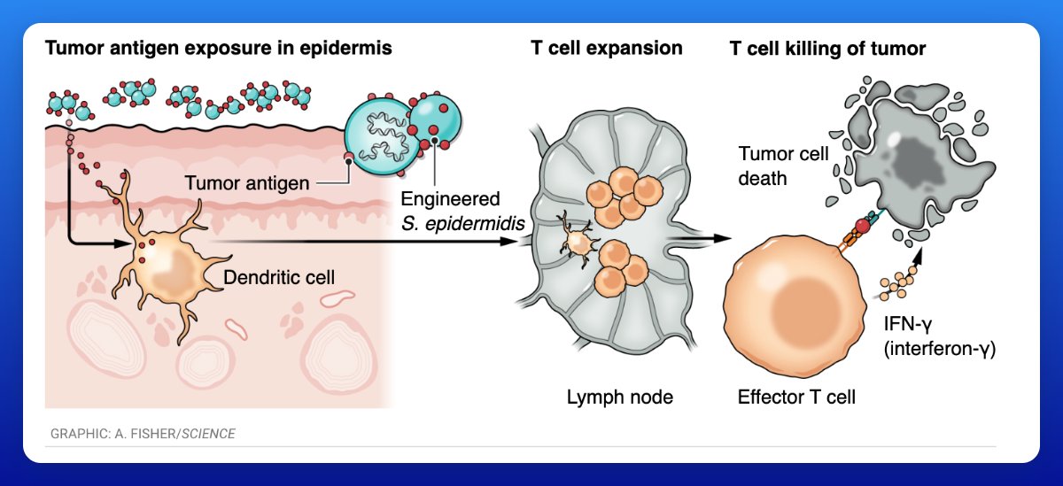 ElliotHershberg's tweet photo. More bugs as drugs 🧬🦠

This study led by @yerinchen from @mfgrp lab (my lab) absolutely blew me away the first time I saw the data.

Engineering commensal skin microbes to express cancer antigens leads to highly effective T-cell mediated cancer killing. https://t.co/5H4lVnl24V