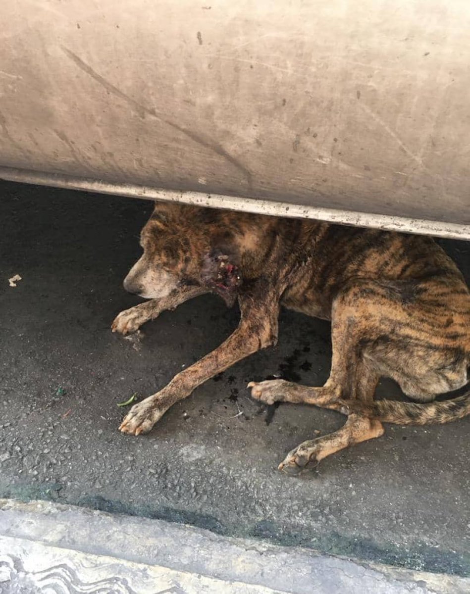 CarmenZR04's tweet photo. Difundo. Urgente. Este perrito está frente al banco de Venezuela, pueblo de Guarenas. Está lleno de Gusanos, por favor ayuda compartiendo. Alguien que esté cerca y pueda ayudar @SomosNevado https://t.co/ixKn8vbxJx