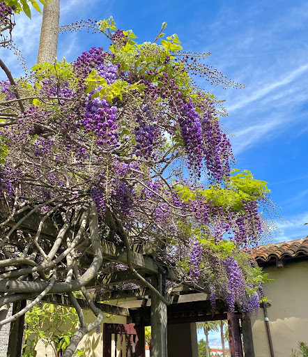 scualumni's tweet photo. Spring is finally here, and so is our wisteria! Check out these recent photos of the Wisteria Arbor as it begins to bloom over the Mission. #BeautifulSCU https://t.co/MFDMM6ZlAy