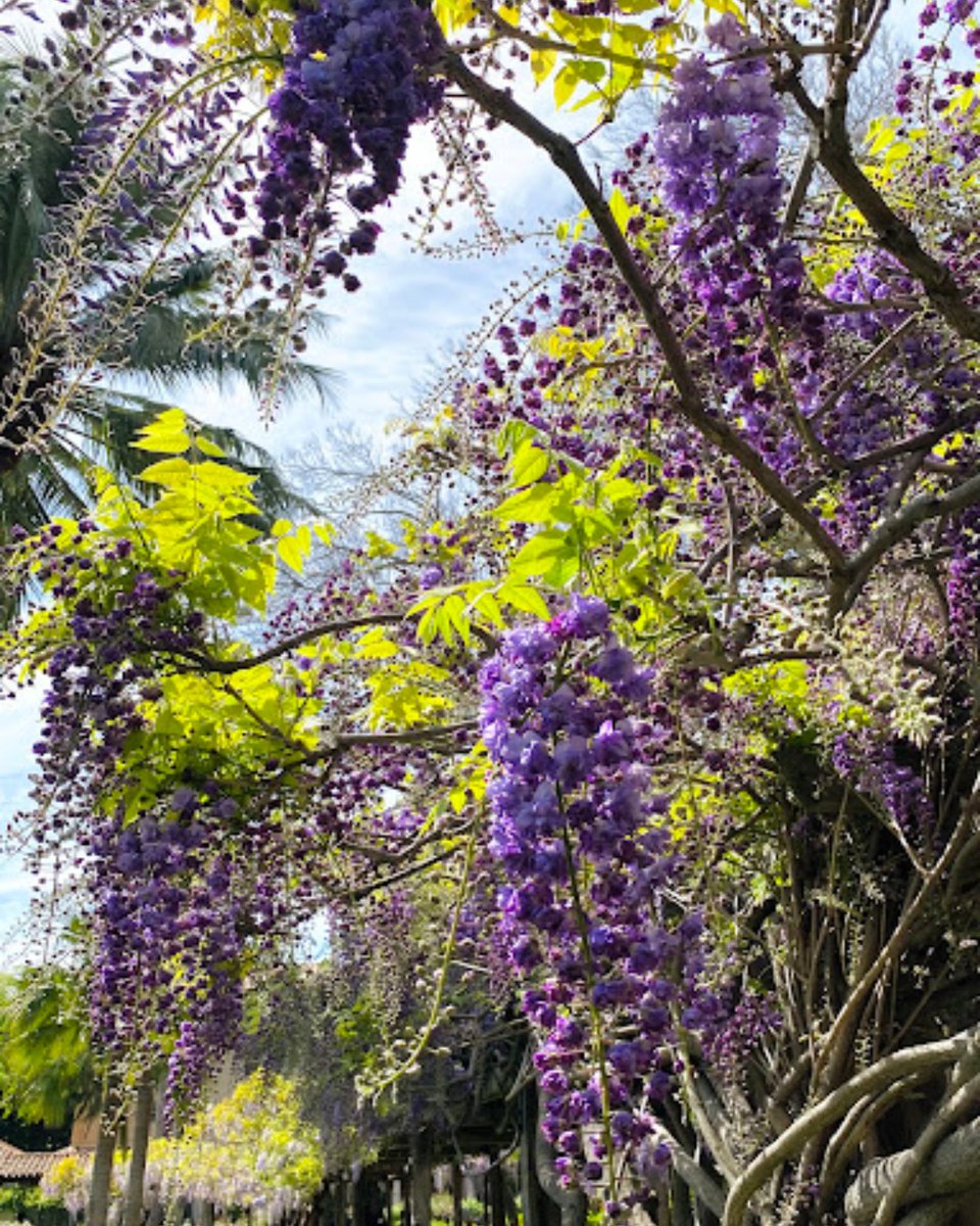 scualumni's tweet photo. Spring is finally here, and so is our wisteria! Check out these recent photos of the Wisteria Arbor as it begins to bloom over the Mission. #BeautifulSCU https://t.co/MFDMM6ZlAy