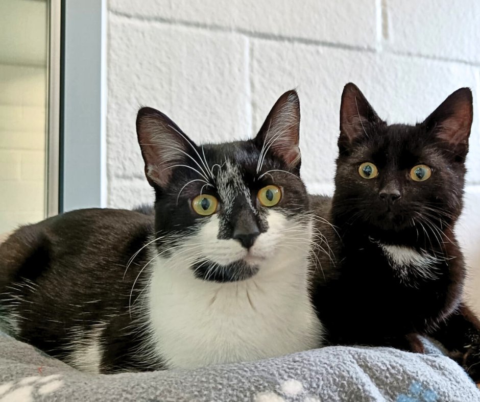 Hi <a href="/antanddec/">antanddec</a> 👋! Feline Ant and Dec here, can you tell the world that we have been at <a href="/cotsdogscats/">CDCH</a> for a while and now we're READY to RUMBLE!!

We are ANT and DEC...GET US OUT OF HERE!!!😸

#ymugroup #AntDec #DeclanDonnelly #anthonymcpartlin #cotsdogscats #SaturdayNightTakeaway