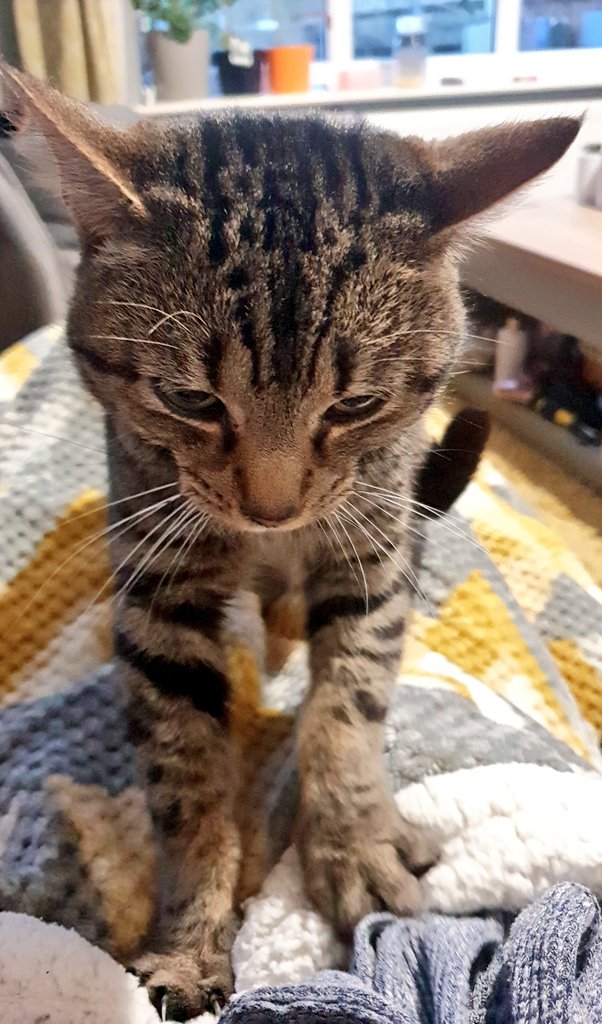 mazsbookscape's tweet photo. Pj's on, wrapped up in my blanket, ready to start #Snared by @verdandiweaves ๐ before being leapt on by my little Smallsy! ๐โโฌ The cats hate it when they don't have my full attention! https://t.co/Gm8X0uDfJ9