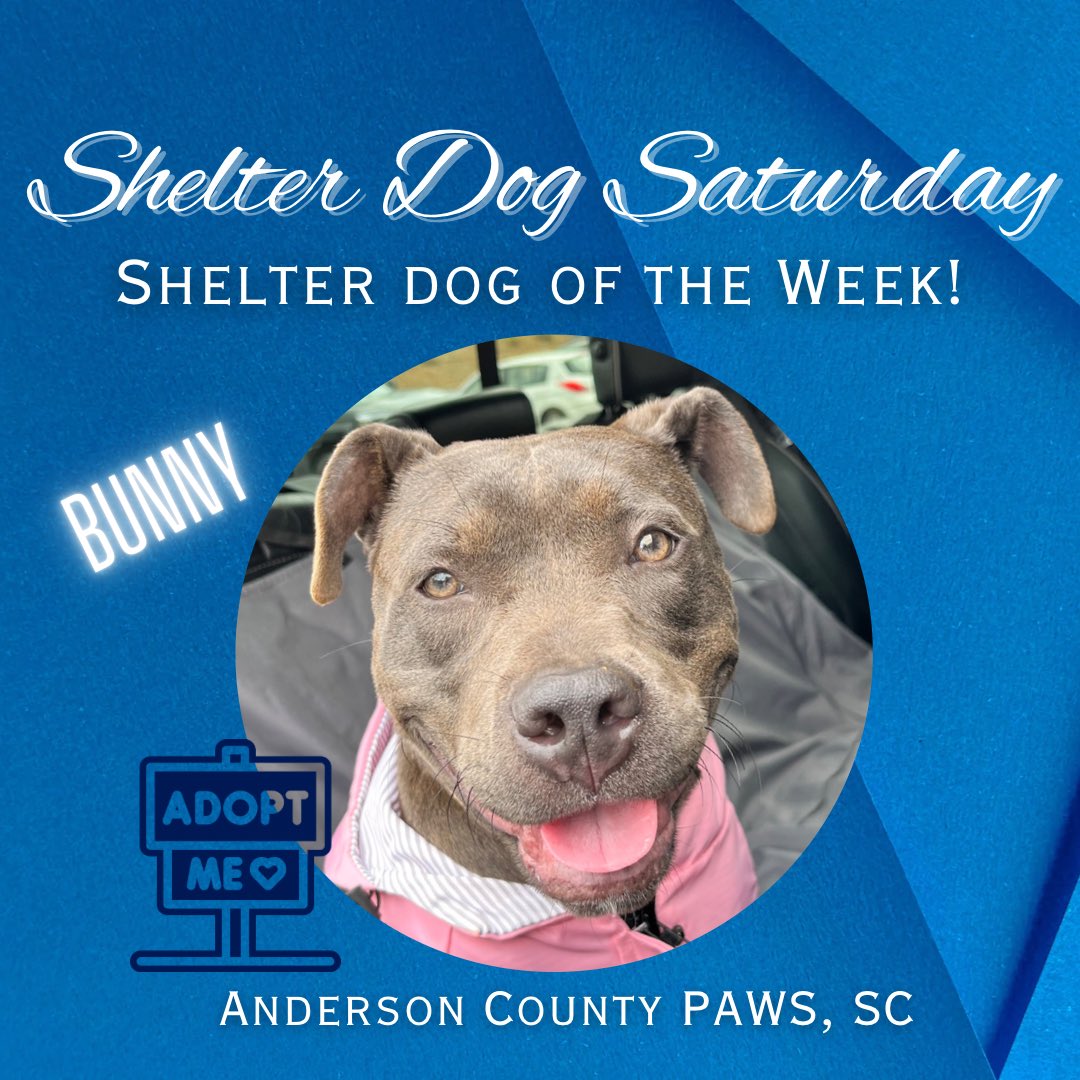 AGuyandAGolden (@aguyandagolden) on Twitter photo Meet Bunny! Our newest #shelterdogsaturday pup! Available for adoption through <a href="/ACAS_PAWS/">Anderson County PAWS</a> Meet Bunny! Our newest #shelterdogsaturday pup! Available for adoption through <a href="/ACAS_PAWS/">Anderson County PAWS</a>