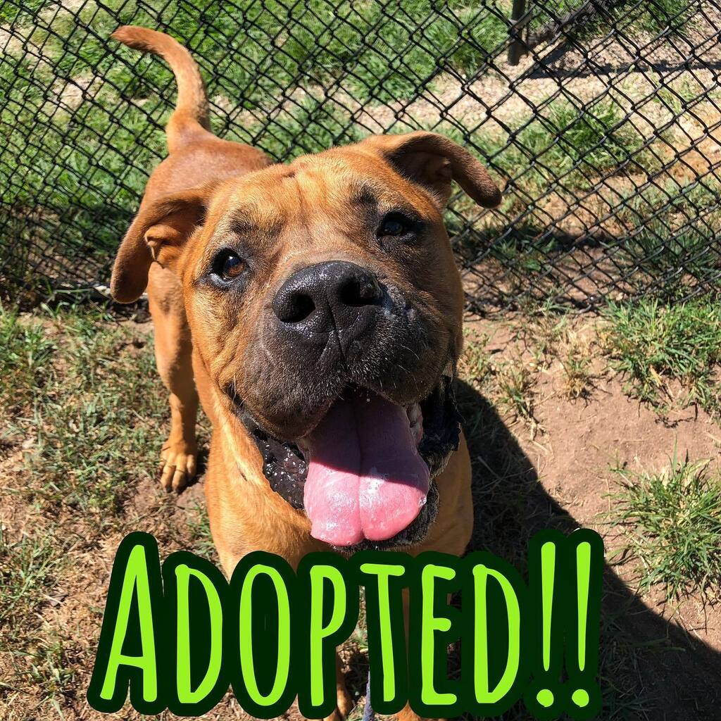 Happy Friday, Friends! Cute mastiff Zeik was adopted!! 💙💛💕💟💜❤️💖💓 #happytails #zeikthedog #newhavenanimalshelter instagr.am/p/CrBtCaIJzeY/