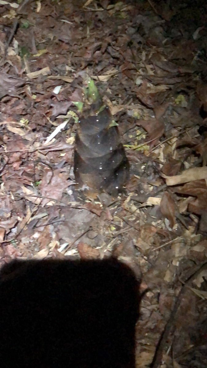 nice_ssc's tweet photo. タケノコ狩に行ってきました。
ただいま。大雨に負けて帰ってきました。それより花粉と黄砂が辛い。目がぁ、目がぁ〜(ラピュタのムスカ大佐)
何個取ってきたかは明日数えるとして寝ます。タケノコの刺身は美味しんだよね〜(^^) https://t.co/MYkMbHWJSK
