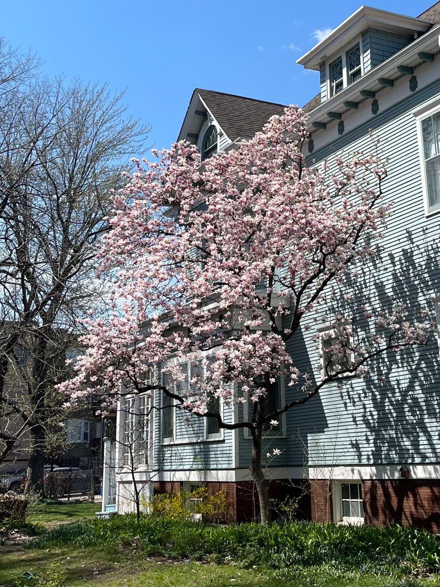 chicago_critter's tweet photo. @taranaki66 @robertloerzel At least I think they’re magnolias https://t.co/3DCewG0c7w