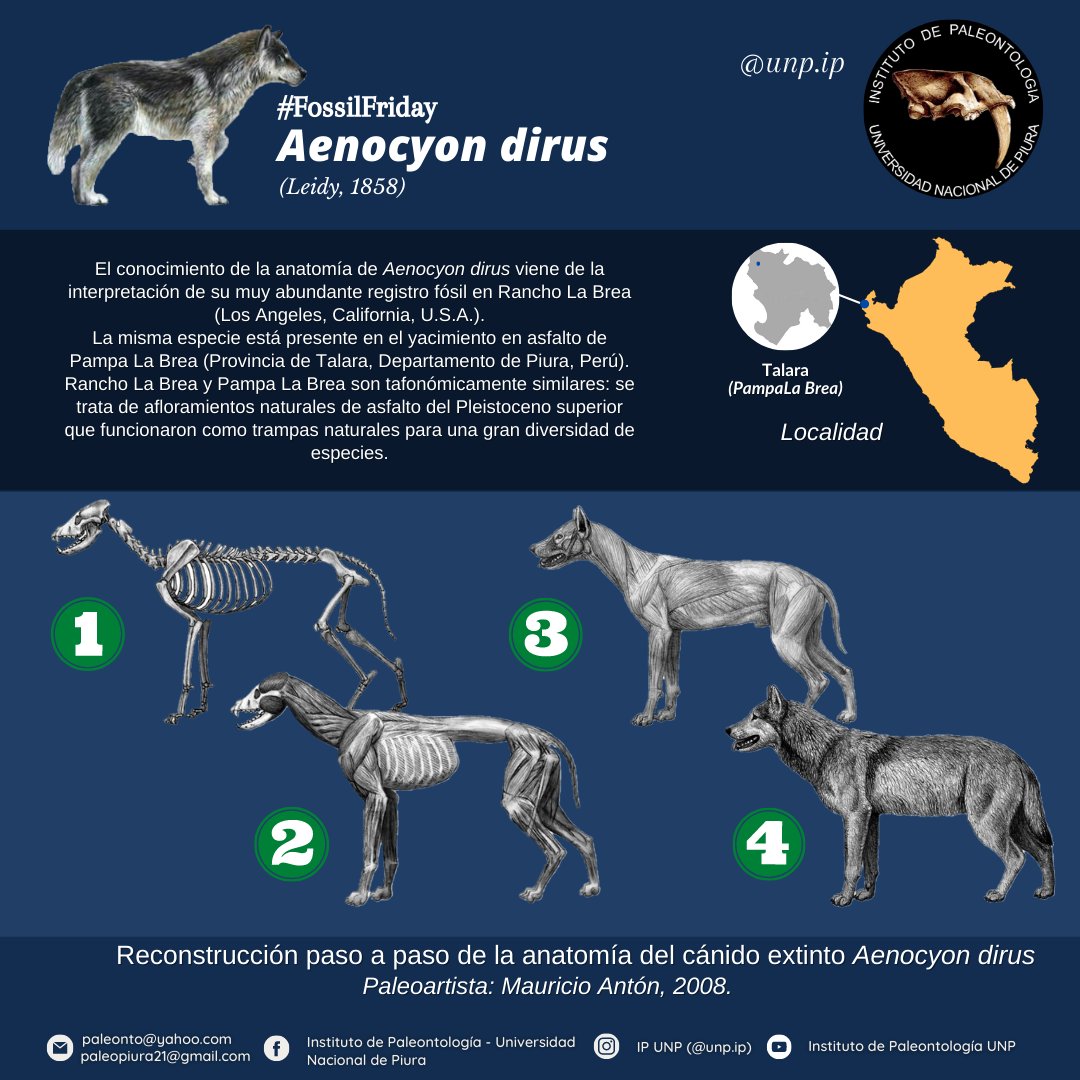 IPaleoUNP's tweet photo. #fossilfriday 𝘈𝘦𝘯𝘰𝘤𝘺𝘰𝘯 𝘥𝘪𝘳𝘶𝘴 (Leidy, 1858) uno de los grandes carnívoros presentes en el registro de Pampa La Brea. Parte de la colección del Instituto de Paleontología-UNP. (1/2) https://t.co/tSbvAkYloj